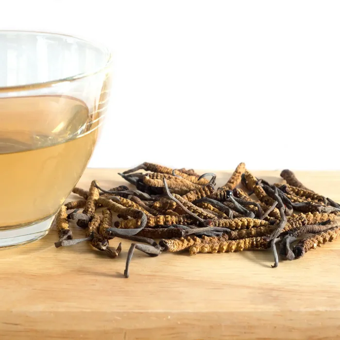 Cordyceps Pilze mit vielfältigen Wirkstoffen